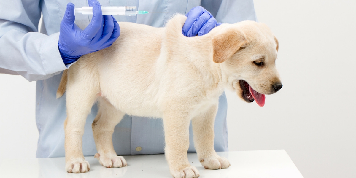 Parvovirus là bệnh viêm ruột truyền nhiễm