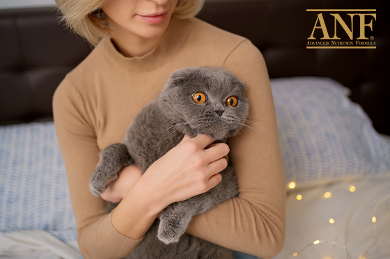 Chế độ dinh dưỡng cho mèo trưởng thành